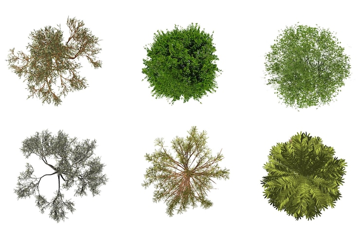 PSD opview pflanzensorte für die landschaftsgestaltung topview pflanzenart für die landschaftgestaltung