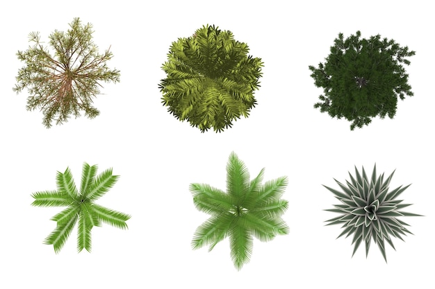 OpView Pflanzensorte für die Landschaftsgestaltung TopView Pflanzenart für die Landschaftgestaltung