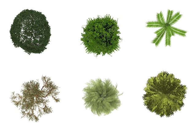 OpView Pflanzensorte für die Landschaftsgestaltung TopView Pflanzenart für die Landschaftgestaltung