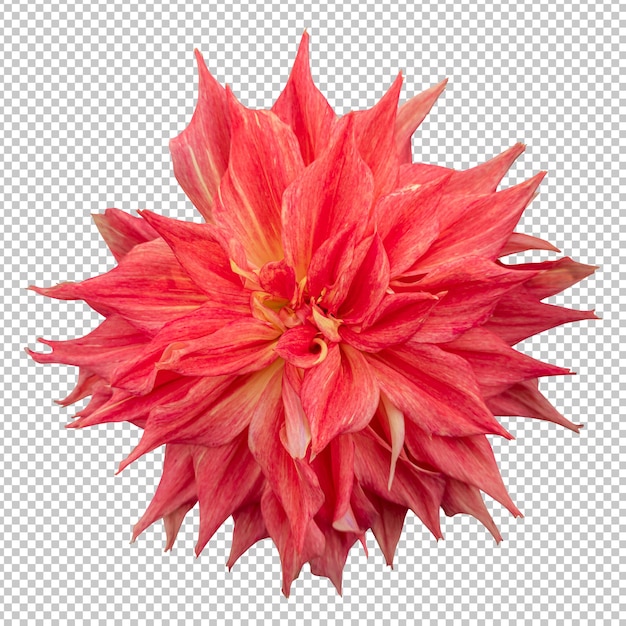 Orange Dahlie Blume isolierte Wiedergabe