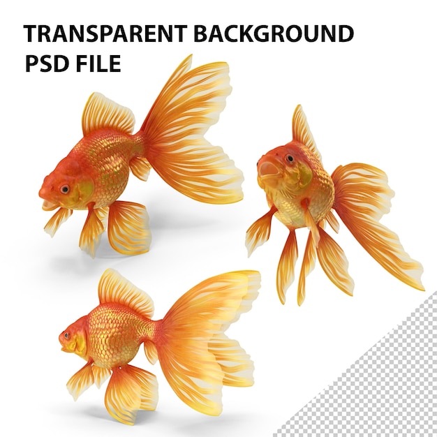 PSD orange fancy fantail goldfisch png