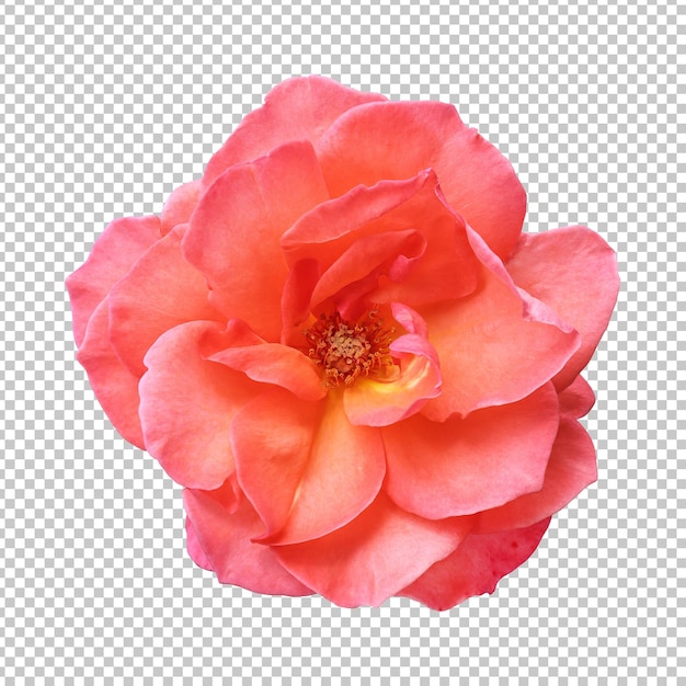 PSD orange rose blume isolierte wiedergabe