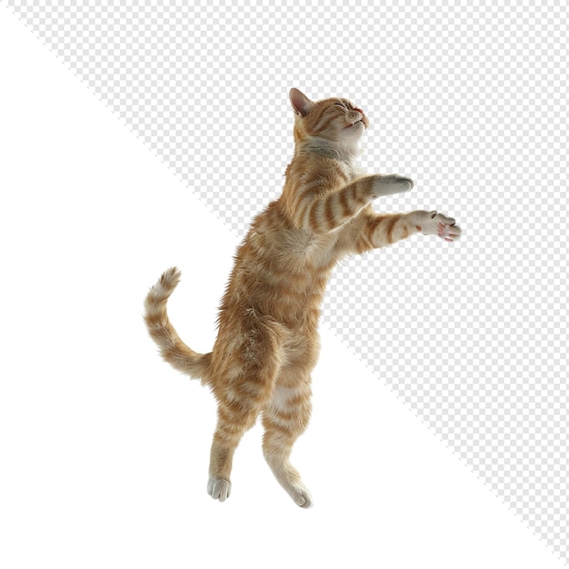 Orange Tabby Cat in der Luft