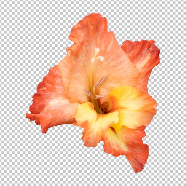 PSD orangefarbene gladiolenblume isoliertes rendering