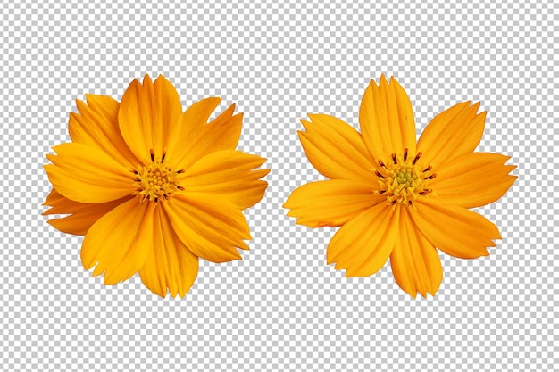PSD orangefarbene kosmosblumen isoliertes rendering