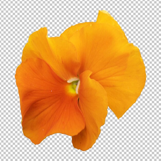 PSD orangefarbene stiefmütterchen-blume isoliertes rendering