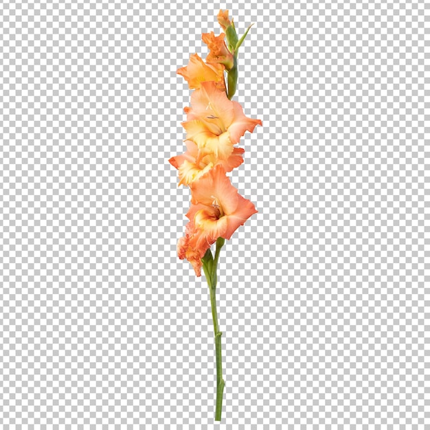 Orangefarbener gladiolenblütenstiel isoliertes rendering