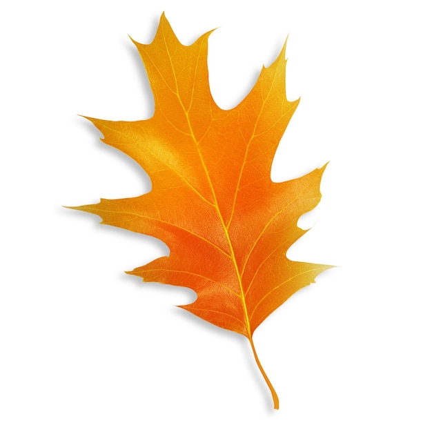 Orangefarbenes Blatt aus Holz auf leerem Hintergrund