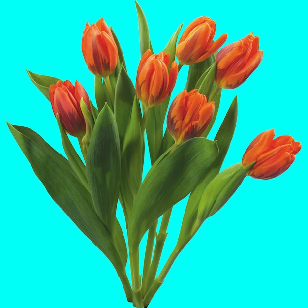 Orangen-Tulpen-Büchel