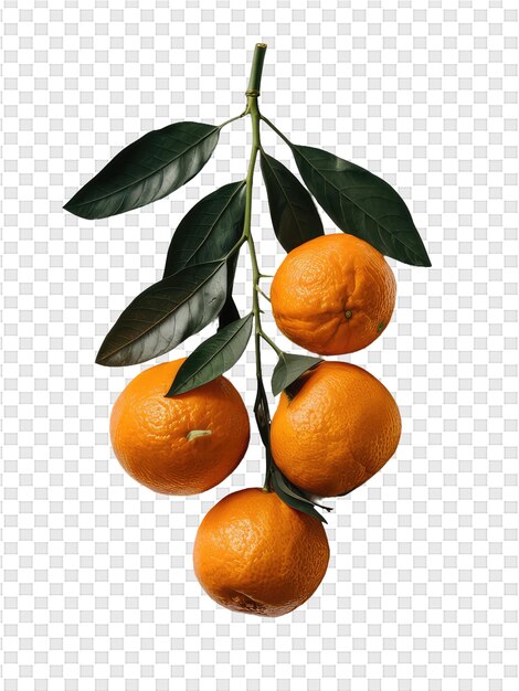 PSD des oranges et une branche avec des feuilles vertes