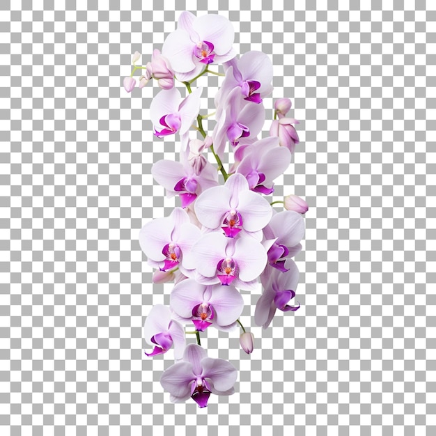 Orchidee auf durchsichtigem hintergrund