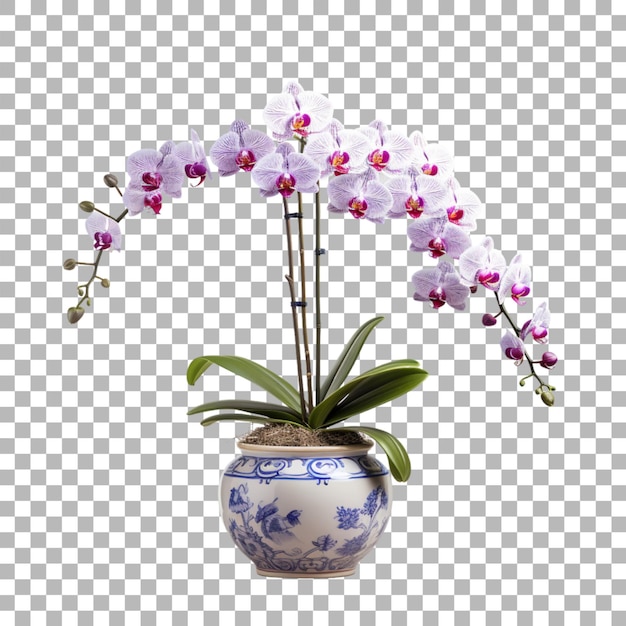 PSD orchidee in einem topf auf durchsichtigem hintergrund