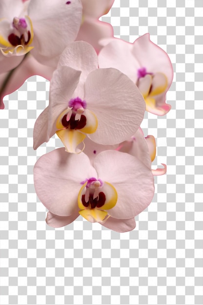 Orchidee rosa su sfondo trasparente.