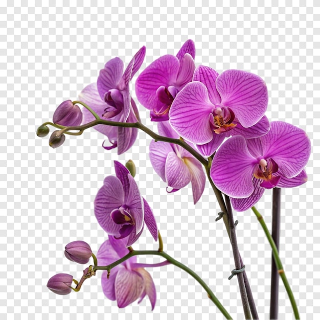 Orchidee viola in fiore isolate su uno sfondo bianco trasparente