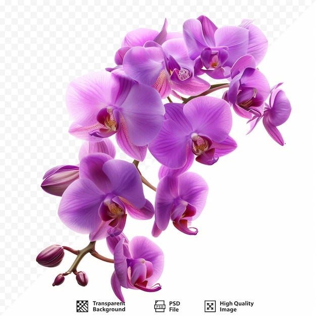 PSD orchidée violette sur un fond blanc isolé