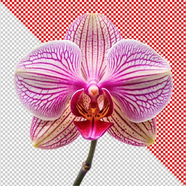 PSD orchideenblüte