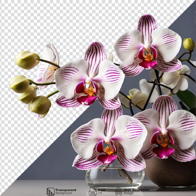 PSD des orchidées isolées sur un fond transparent