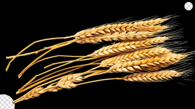 Orecchie di grano png trasparenti