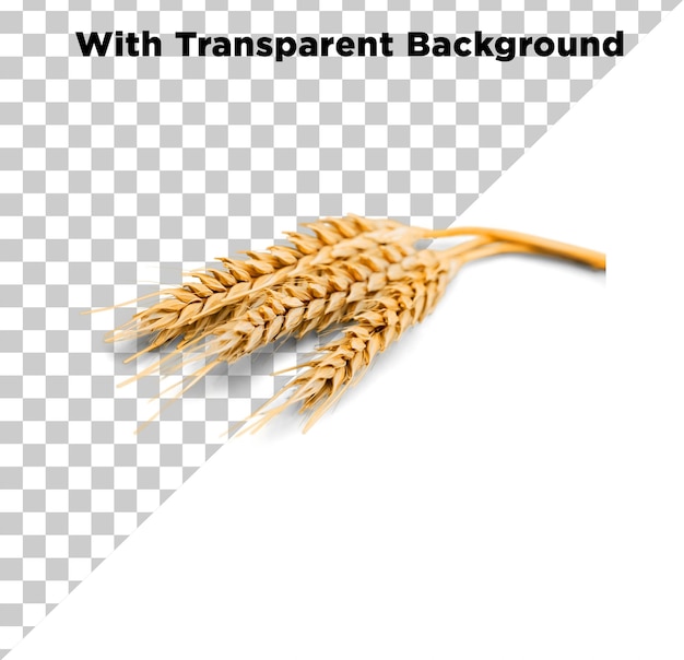 Orecchio di grano PNG PSD sfondo trasparente