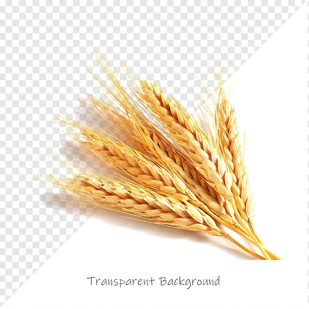 Las orejas de trigo doradas con fondo transparente