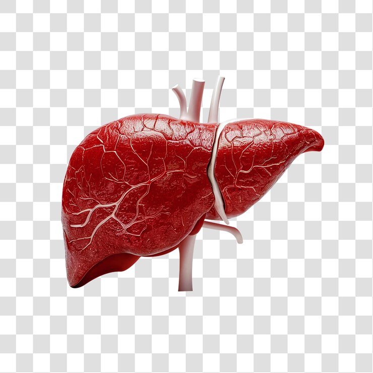 Un órgano hepático humano con una compleja estructura interna aislado sobre un fondo transparente