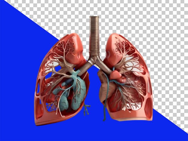 PSD Órgano pulmonar 3d aislado sobre un fondo transparente