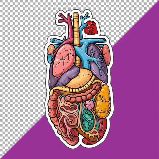 PSD los órganos humanos 3d establecen el estilo de la pegatina sobre un fondo transparente generado por ai
