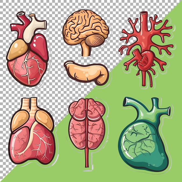 PSD los órganos humanos 3d establecen el estilo de la pegatina sobre un fondo transparente generado por ai