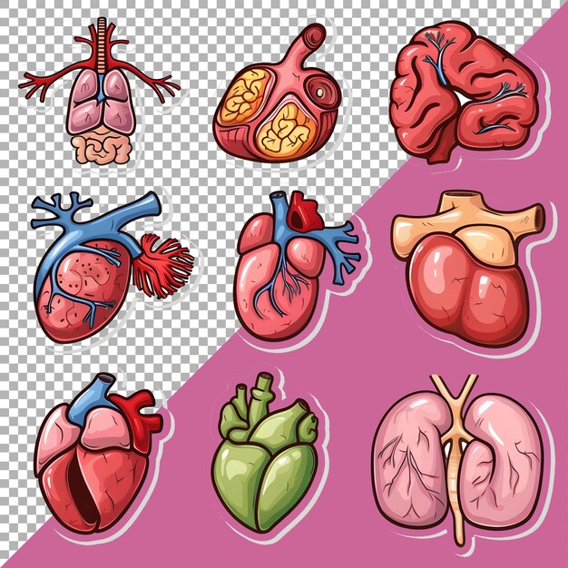 PSD los órganos humanos 3d establecen el estilo de la pegatina sobre un fondo transparente generado por ai