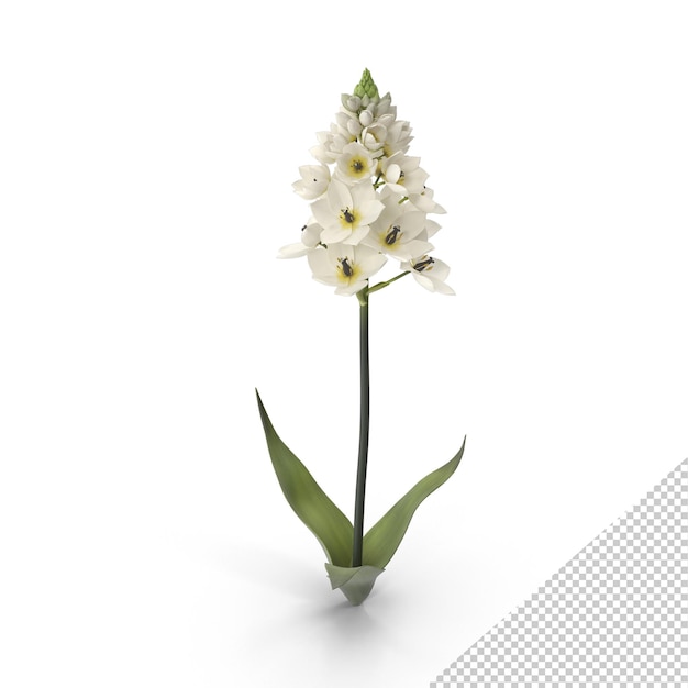 Ornithogalum-Blume PNG