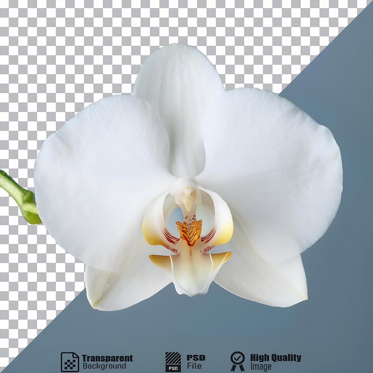 PSD orquídea blanca