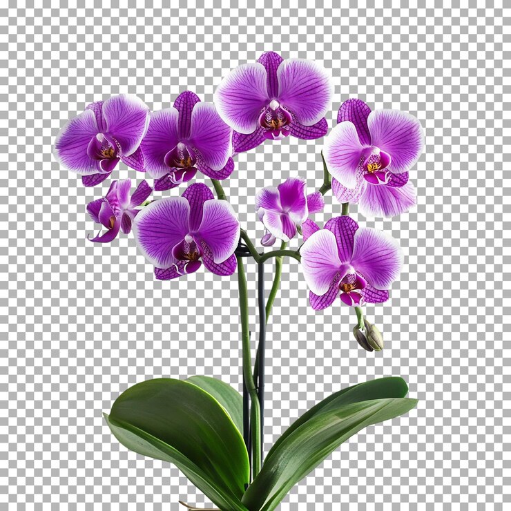 PSD orquídea púrpura en flor aislada sobre un fondo transparente