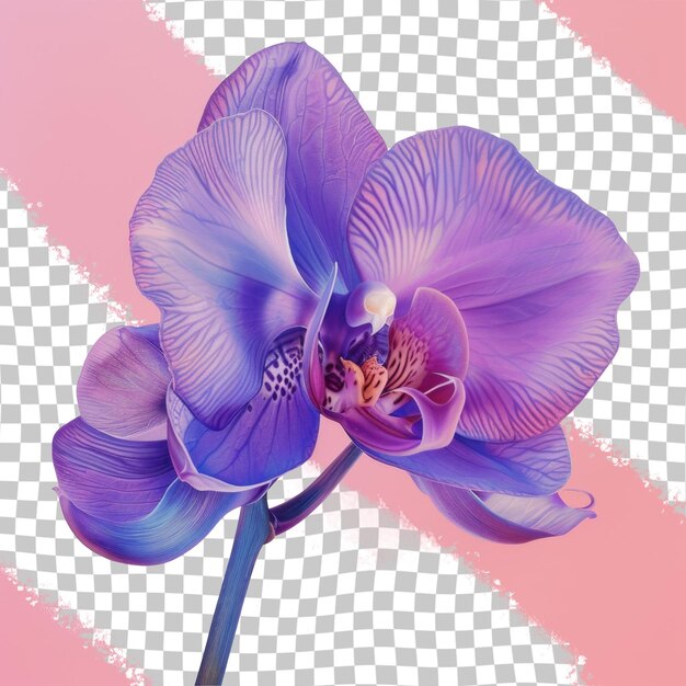 Una orquídea púrpura con la palabra phot en ella