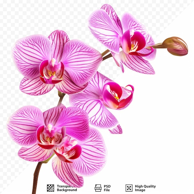 PSD orquídea rosa hermosa flor tropical aislada en el camino blanco