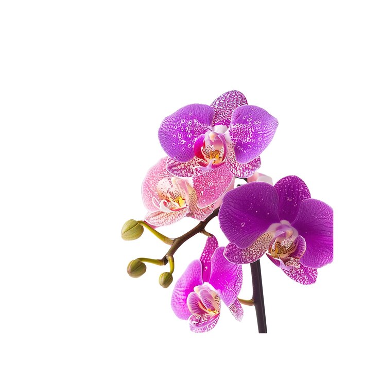 PSD orquídea rosa y púrpura con gotas de rocío en fondo blanco