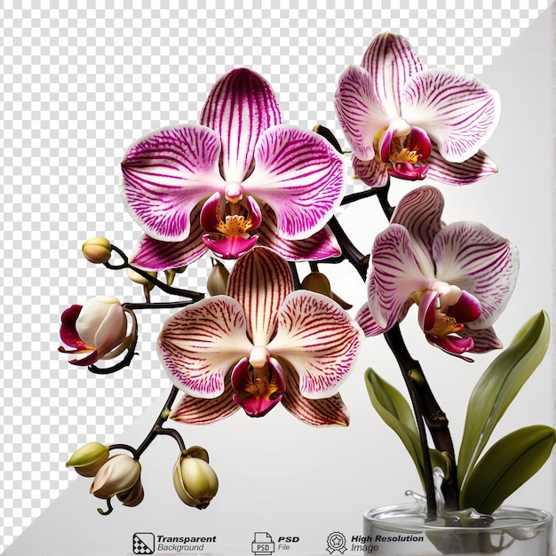 PSD orquídeas aisladas sobre un fondo transparente