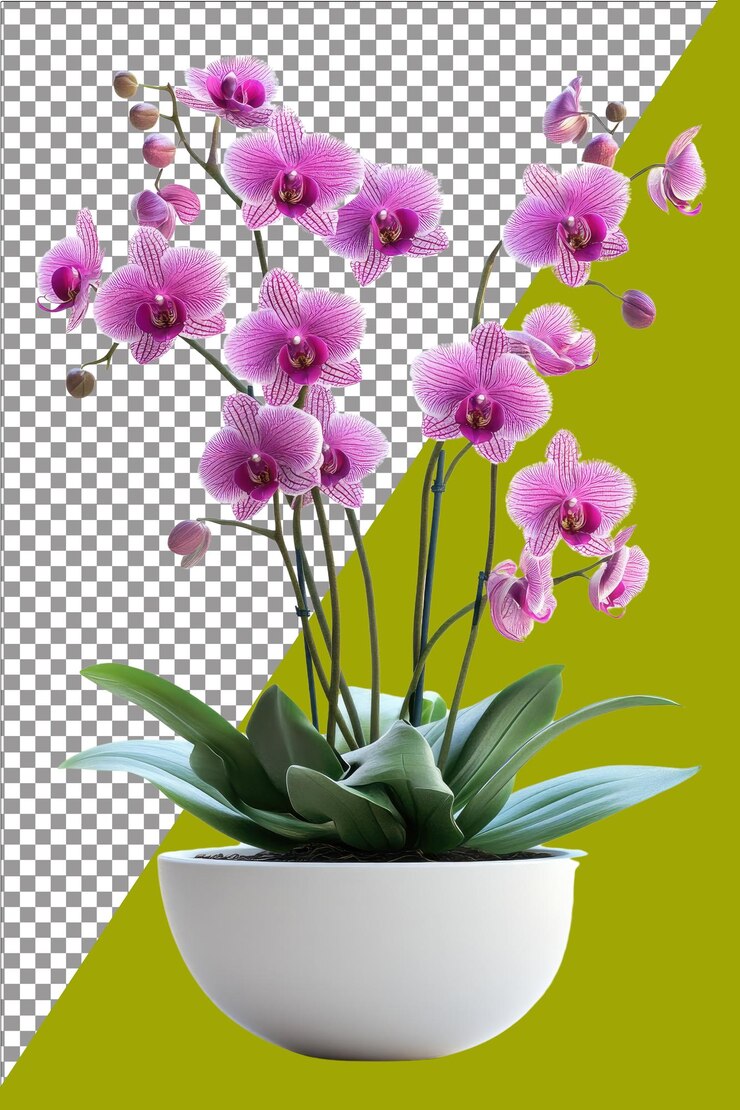 Orquídeas a rayas en flor en una bañera de plantas Elegante y exótico para jardines interiores Hiperrealista Aislado