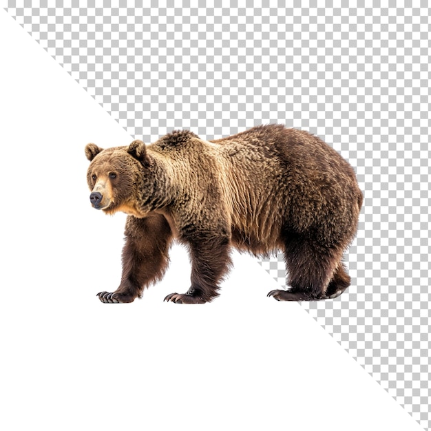 Orso isolato su uno sfondo trasparente