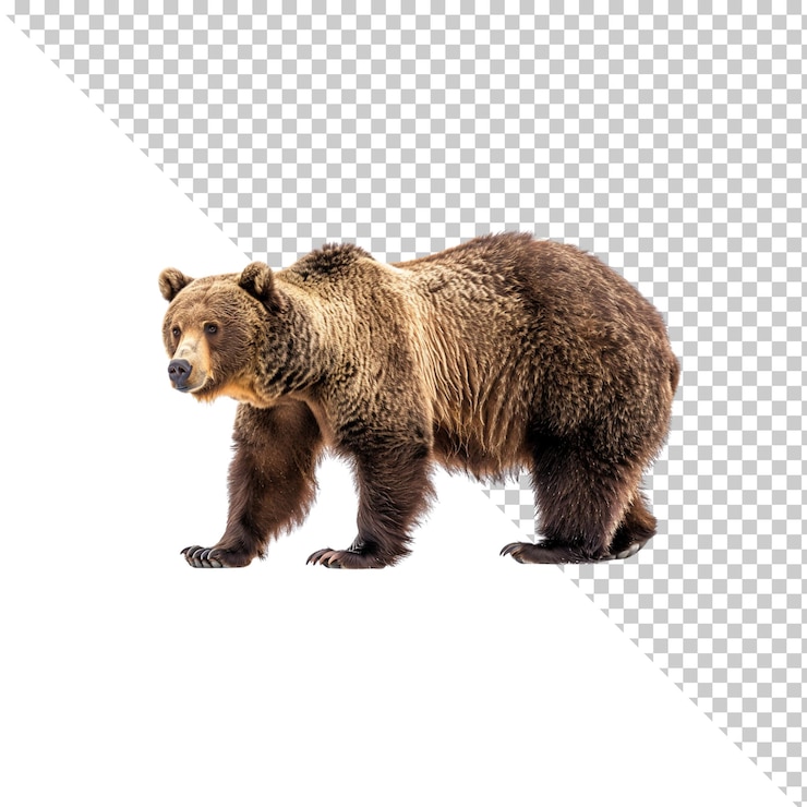 PSD orso isolato su uno sfondo trasparente