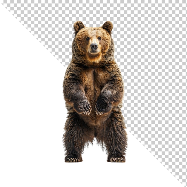 Orso isolato su uno sfondo trasparente