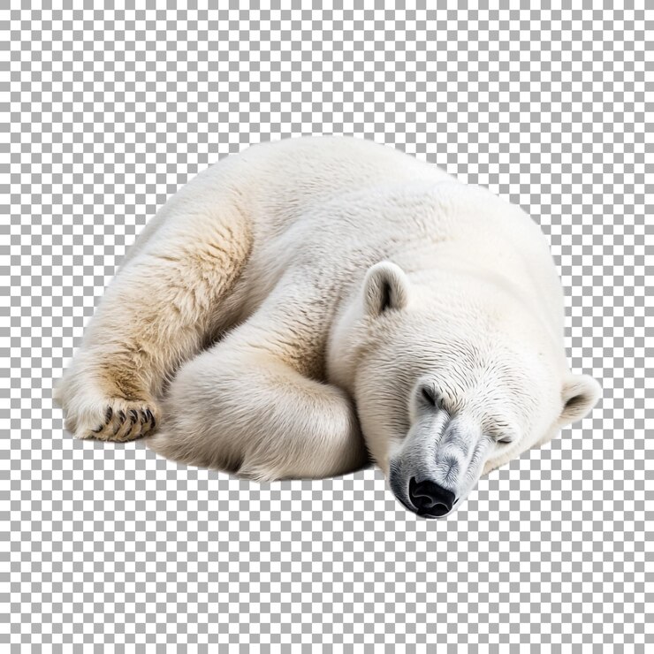 PSD oso blanco durmiente en un fondo transparente generado por ai