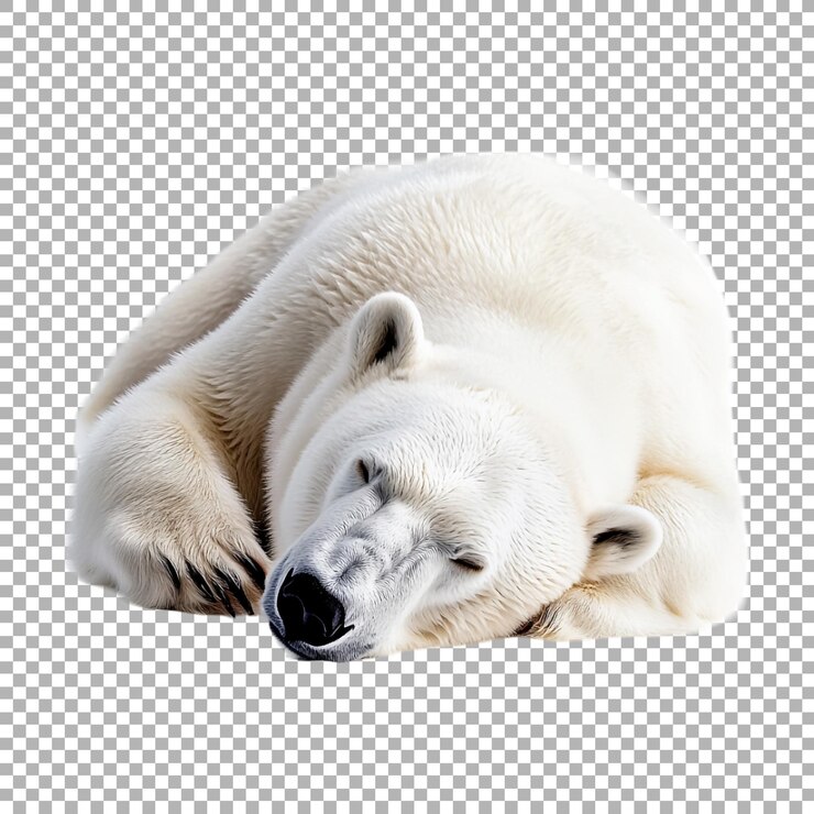 PSD oso blanco durmiente en un fondo transparente generado por ai