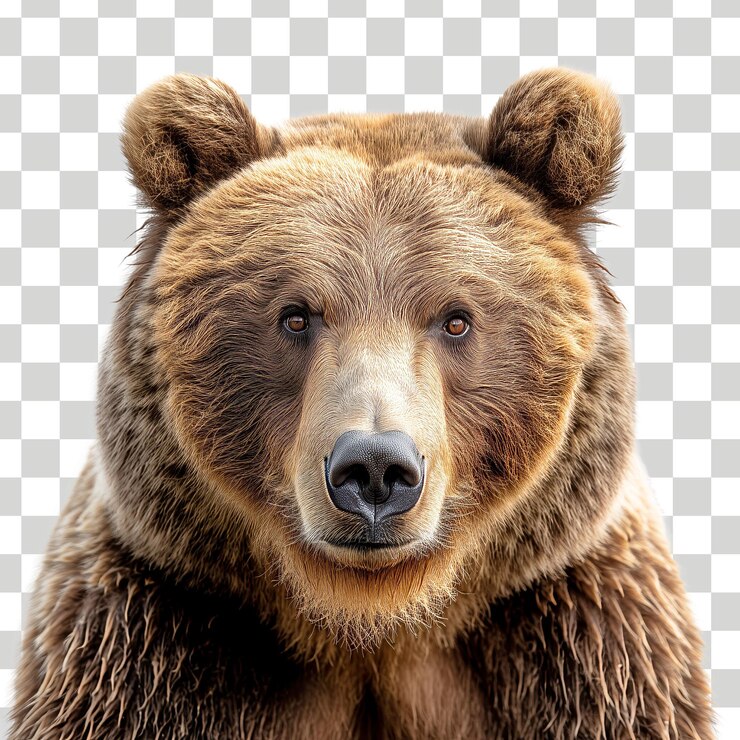 un oso marrón con una nariz negra y un fondo blanco