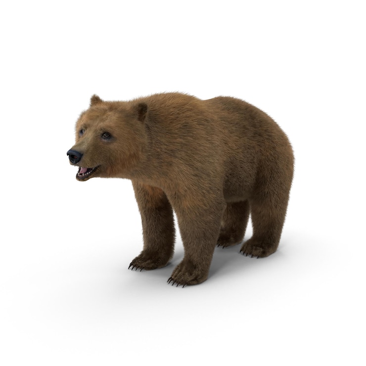 PSD el oso marrón de pie y mirando