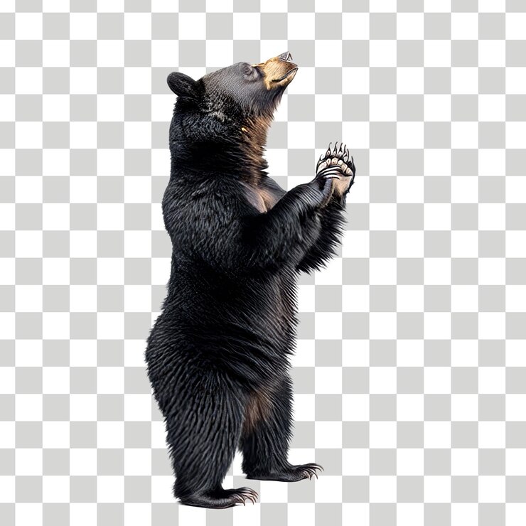 un oso con una nariz negra y un fondo blanco con un fondo borroso