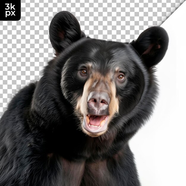 PSD un oso negro con un fondo blanco que dice h2x