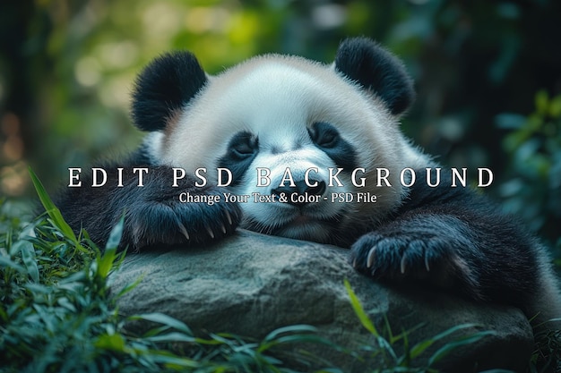 El oso panda durmiente