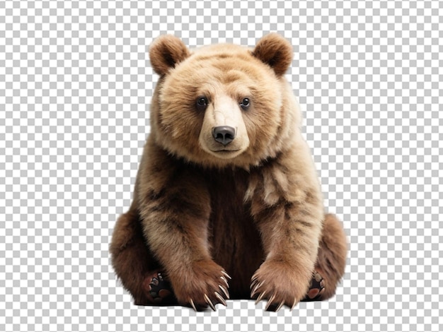 PSD el oso png