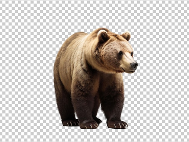 PSD el oso png