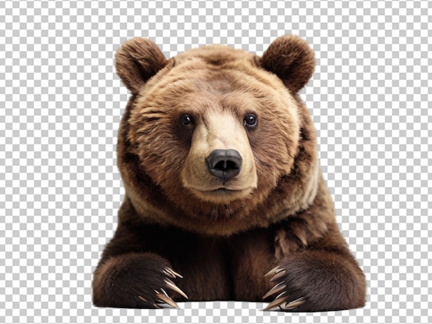 PSD el oso png